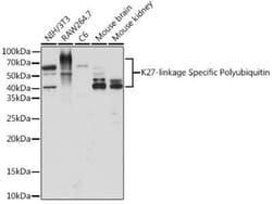Poly-Ubiquitin Antibody - K27 Linkage - Azide and BSA Free, Novus Biologicals